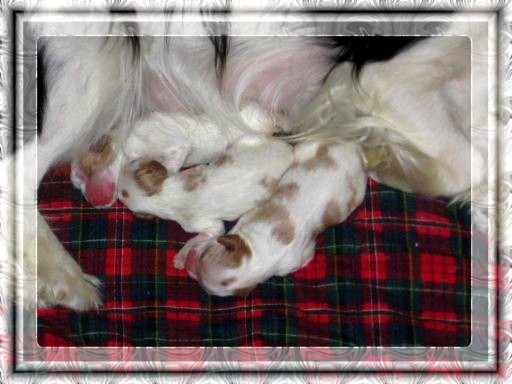 miot "A" - trzy suczki blenheim